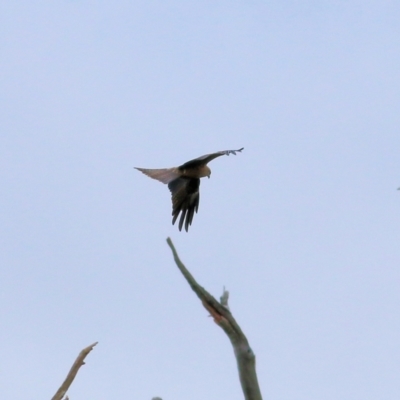 Milvus migrans (Black Kite) at Wonga Wetlands - 15 Oct 2021 by KylieWaldon