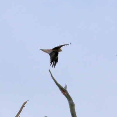 Milvus migrans (Black Kite) at Splitters Creek, NSW - 16 Oct 2021 by KylieWaldon