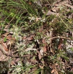 Brachyloma daphnoides (Daphne Heath) at Harcourt Hill - 16 Oct 2021 by Rosie