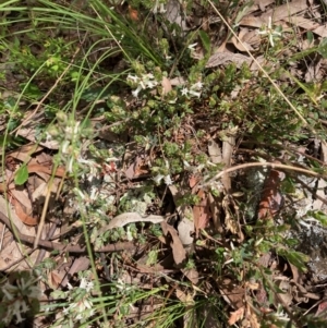 Brachyloma daphnoides at Nicholls, ACT - 16 Oct 2021 11:57 AM