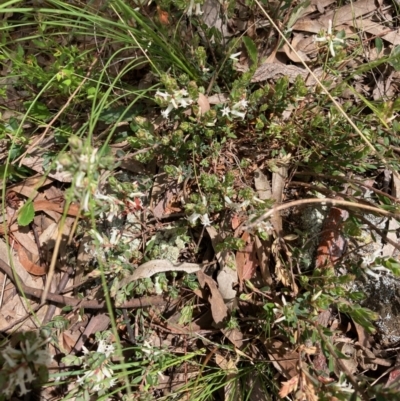 Brachyloma daphnoides (Daphne Heath) at Harcourt Hill - 16 Oct 2021 by Rosie