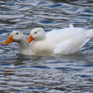 Anas platyrhynchos at Bonython, ACT - 16 Oct 2021