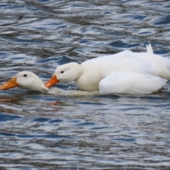 Anas platyrhynchos at Bonython, ACT - 16 Oct 2021