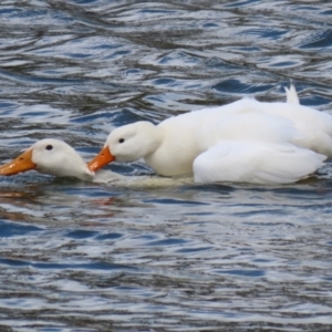 Anas platyrhynchos at Bonython, ACT - 16 Oct 2021