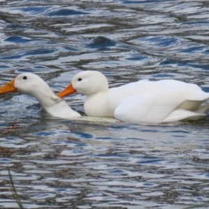 Anas platyrhynchos at Bonython, ACT - 16 Oct 2021