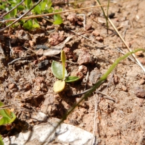 Ophioglossum lusitanicum at Fraser, ACT - 2 Sep 2020 01:10 PM