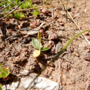 Ophioglossum lusitanicum at Fraser, ACT - 2 Sep 2020