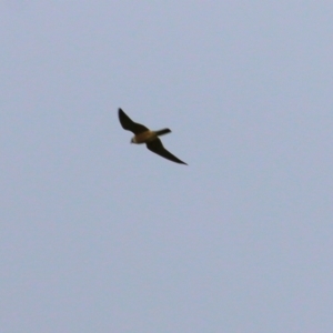 Falco longipennis at Splitters Creek, NSW - 16 Oct 2021