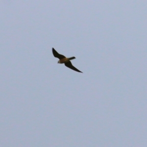 Falco longipennis at Splitters Creek, NSW - 16 Oct 2021 09:36 AM