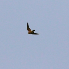 Falco longipennis at Splitters Creek, NSW - 16 Oct 2021 09:36 AM