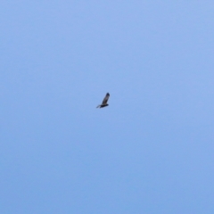 Circus approximans (Swamp Harrier) at Albury - 16 Oct 2021 by KylieWaldon