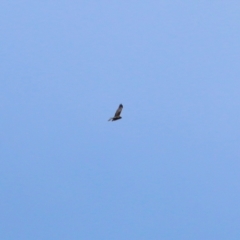 Circus approximans (Swamp Harrier) at Splitters Creek, NSW - 15 Oct 2021 by KylieWaldon