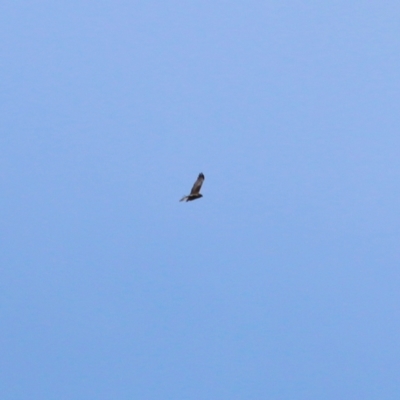 Circus approximans (Swamp Harrier) at Splitters Creek, NSW - 15 Oct 2021 by KylieWaldon