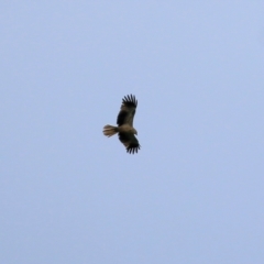 Haliastur sphenurus (Whistling Kite) at Splitters Creek, NSW - 15 Oct 2021 by KylieWaldon