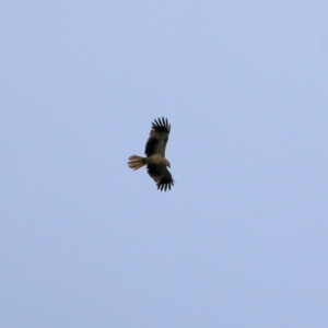 Haliastur sphenurus at Splitters Creek, NSW - 16 Oct 2021 07:08 AM