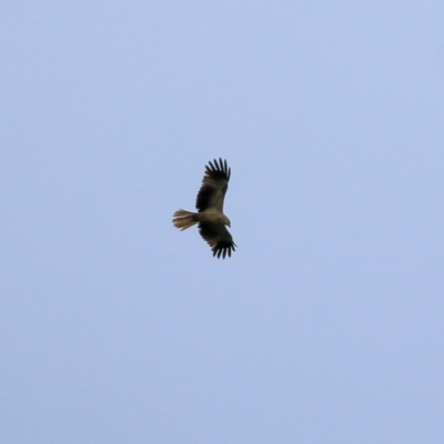 Haliastur sphenurus (Whistling Kite) at Wonga Wetlands - 16 Oct 2021 by KylieWaldon