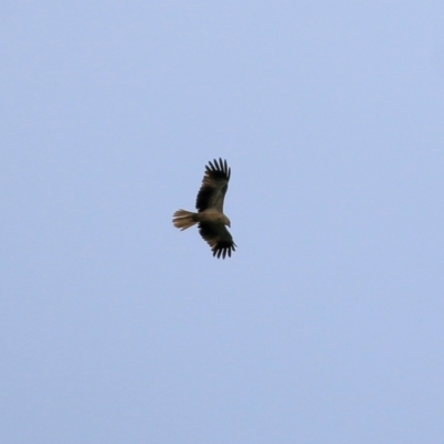 Haliastur sphenurus (Whistling Kite) at Wonga Wetlands - 15 Oct 2021 by KylieWaldon