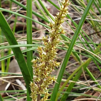 Lomandra longifolia (Spiny-headed Mat-rush, Honey Reed) at Aranda Bushland - 14 Oct 2021 by drakes