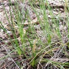 Lomandra longifolia at Cook, ACT - 15 Oct 2021 10:09 AM