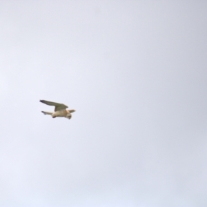 Falco cenchroides at Cook, ACT - 16 Oct 2021