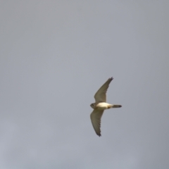 Falco cenchroides at Cook, ACT - 16 Oct 2021 04:00 PM