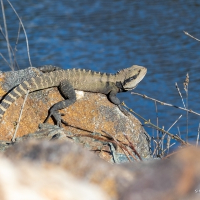 Intellagama lesueurii lesueurii (Eastern Water Dragon) at Queanbeyan River - 16 Oct 2021 by simonalisa13