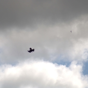 Aquila audax at Molonglo Valley, ACT - 16 Oct 2021