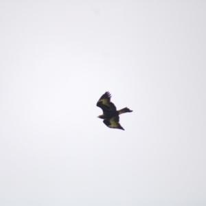 Aquila audax at Molonglo Valley, ACT - 16 Oct 2021