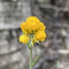 Chrysocephalum apiculatum (Common Everlasting) at Jerrabomberra, NSW - 16 Oct 2021 by SteveBorkowskis