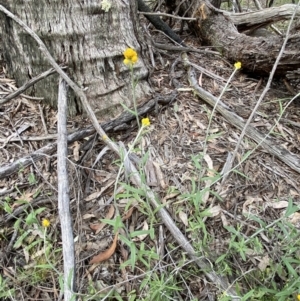 Chrysocephalum apiculatum at Jerrabomberra, NSW - 16 Oct 2021