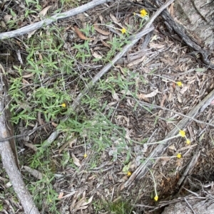 Chrysocephalum apiculatum at Jerrabomberra, NSW - 16 Oct 2021