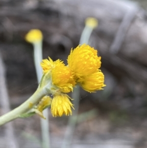 Chrysocephalum apiculatum at Jerrabomberra, NSW - 16 Oct 2021