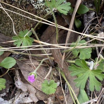Geranium (genus) (Geranium) at Jerrabomberra, NSW - 16 Oct 2021 by SteveBorkowskis