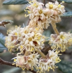 Pomaderris betulina subsp. betulina (Birch Pomaderris) at Jerrabomberra, NSW - 16 Oct 2021 by SteveBorkowskis