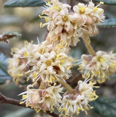 Pomaderris betulina subsp. betulina (Birch Pomaderris) at Mount Jerrabomberra QP - 16 Oct 2021 by Steve_Bok