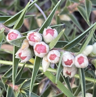 Melichrus urceolatus (Urn Heath) at Jerrabomberra, NSW - 16 Oct 2021 by Steve_Bok