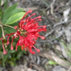 Grevillea sp. (Grevillea) at Mount Jerrabomberra - 16 Oct 2021 by Steve_Bok