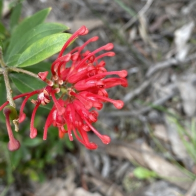 Grevillea (genus) (Grevillea) at Jerrabomberra, NSW - 16 Oct 2021 by SteveBorkowskis