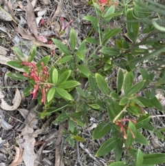 Grevillea sp. at Jerrabomberra, NSW - 16 Oct 2021 03:58 PM