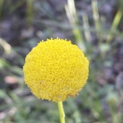 Craspedia variabilis (Common Billy Buttons) at Jerrabomberra, NSW - 16 Oct 2021 by SteveBorkowskis