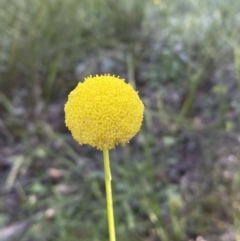 Craspedia variabilis at Jerrabomberra, NSW - suppressed