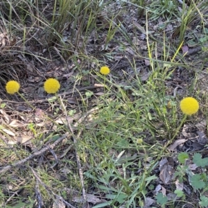 Craspedia variabilis at Jerrabomberra, NSW - suppressed