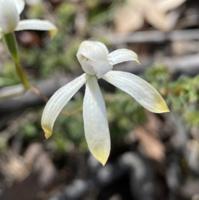 Caladenia ustulata (Brown Caps) at Mount Jerrabomberra - 16 Oct 2021 by Steve_Bok
