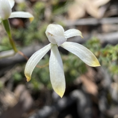 Caladenia ustulata (Brown Caps) at Jerrabomberra, NSW - 16 Oct 2021 by SteveBorkowskis