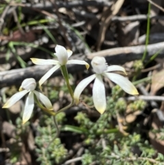 Caladenia ustulata at Jerrabomberra, NSW - 16 Oct 2021