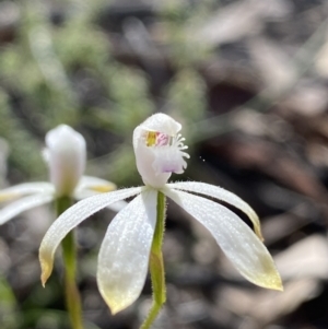 Caladenia ustulata at Jerrabomberra, NSW - 16 Oct 2021