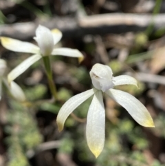 Caladenia ustulata at Jerrabomberra, NSW - 16 Oct 2021