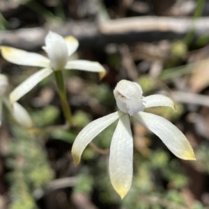 Caladenia ustulata at Jerrabomberra, NSW - 16 Oct 2021