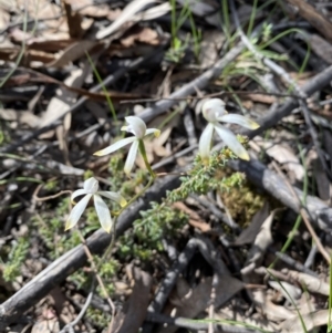 Caladenia ustulata at Jerrabomberra, NSW - 16 Oct 2021