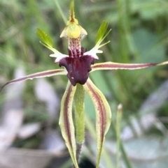 Caladenia atrovespa (Green-comb Spider Orchid) at Mount Jerrabomberra - 16 Oct 2021 by Steve_Bok